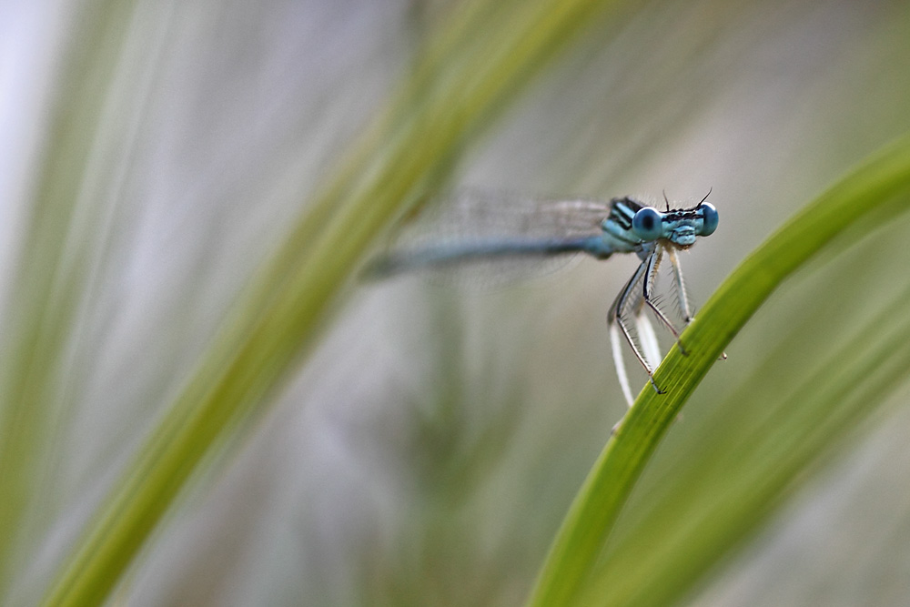 männliche blaue Federlibelle am Abend