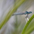 männliche blaue Federlibelle am Abend