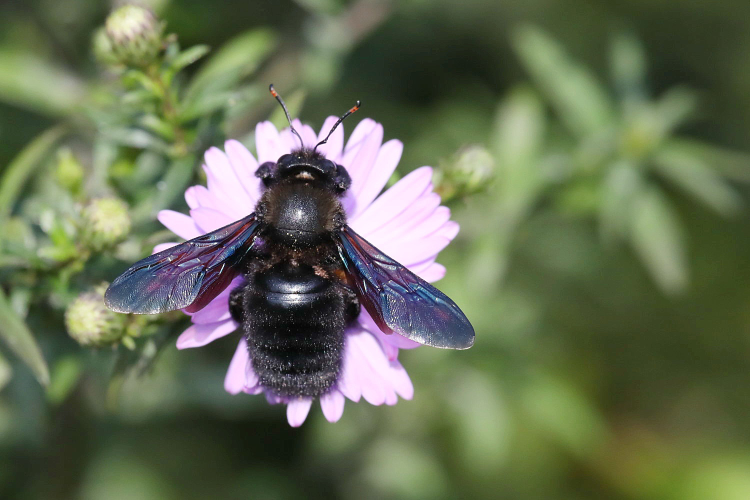 männliche Blaue Holzbiene