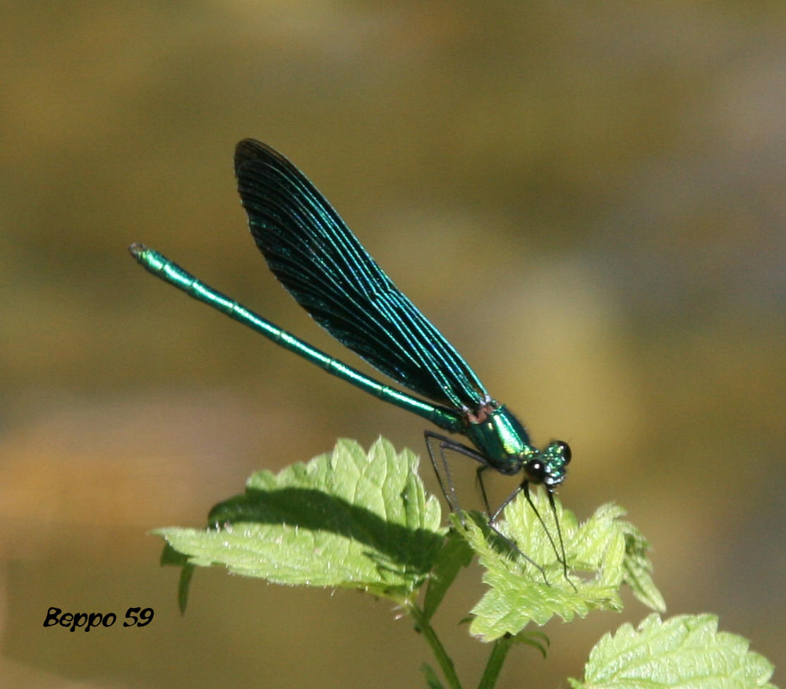 Männliche Blauflügel-Prachtlibelle