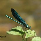 Männliche Blauflügel-Prachtlibelle