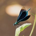  Männliche Blauflügel-Prachtlibelle (Calopteryx virgo)