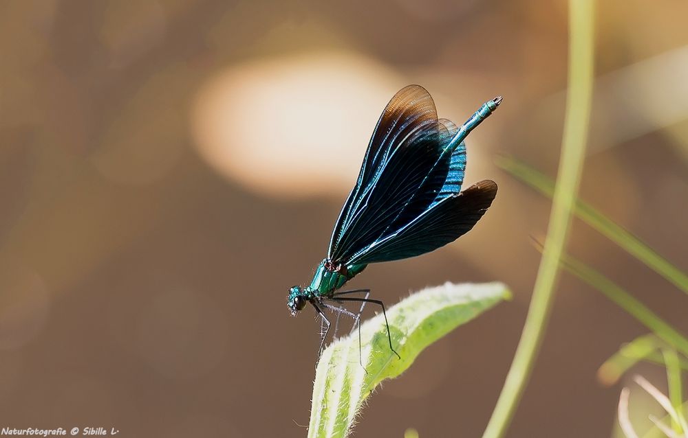  Männliche Blauflügel-Prachtlibelle (Calopteryx virgo)