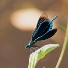  Männliche Blauflügel-Prachtlibelle (Calopteryx virgo)