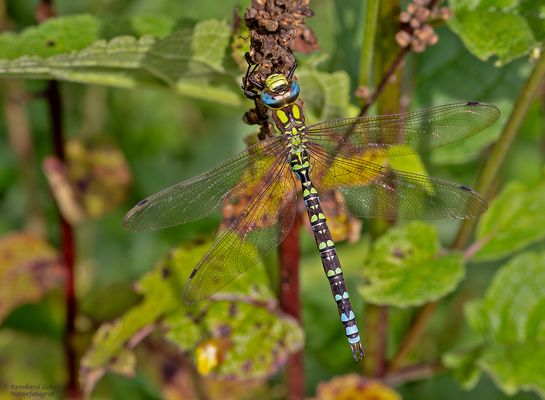  Männliche Blaugrüne Mosaikjungfer 