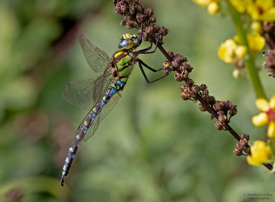  Männliche Blaugrüne Mosaikjungfer....