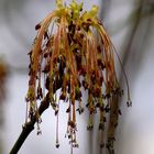 männliche Blüte des Eschen-Ahorns