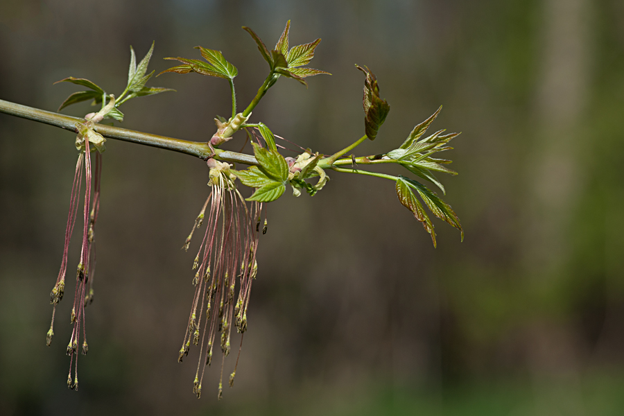 männliche Blüte des Eschenahorns