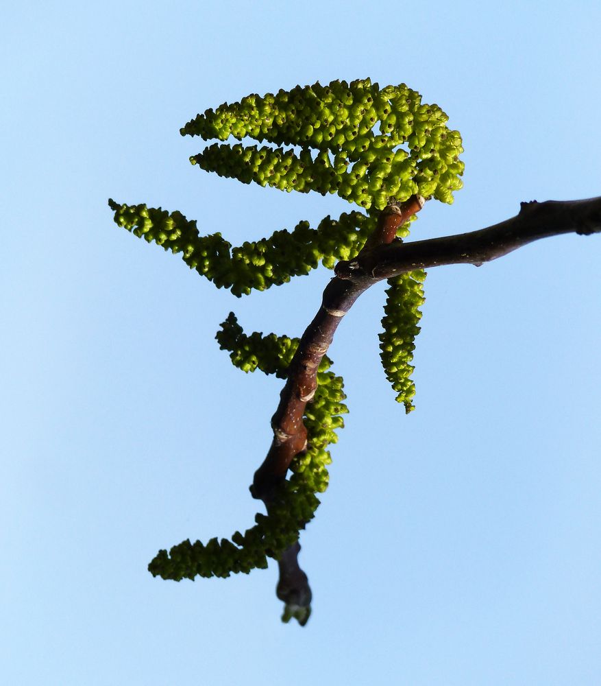 männliche Blüte des Walnussbaum