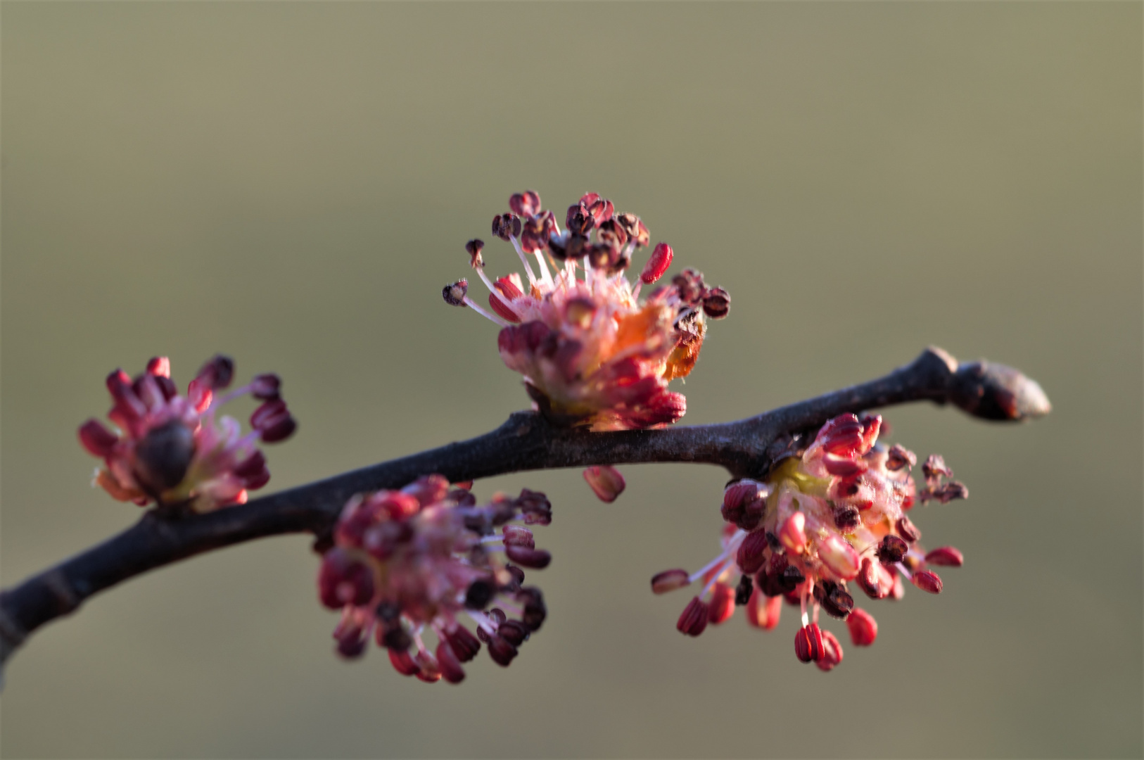 männliche Blüte einer Weide