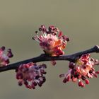 männliche Blüte einer Weide