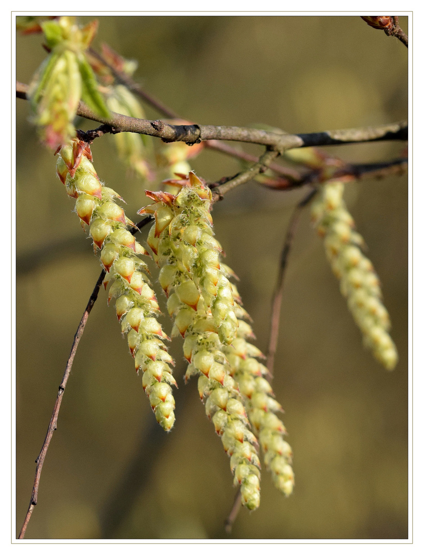 Männliche Blüten der Hainbuche.