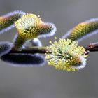 Männliche Blütenkätzchen