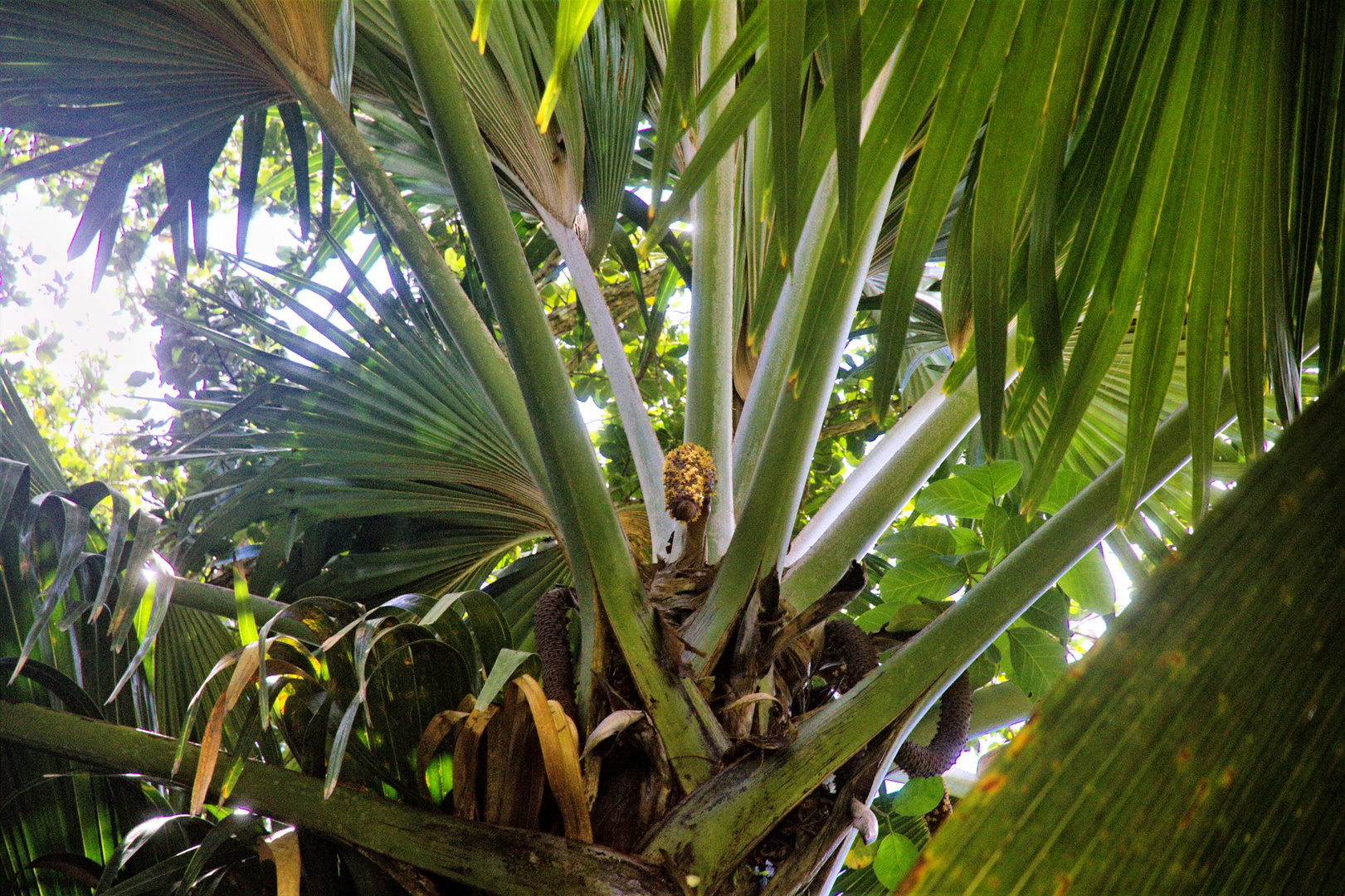 Männliche Blütenstände der Sychellenpalme auf der Insel Praslin)