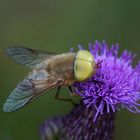 Männliche Bremse : Atylotus loewianus -