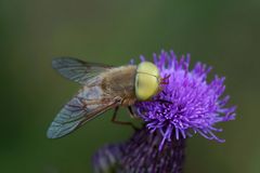 Männliche Bremse : Atylotus loewianus -