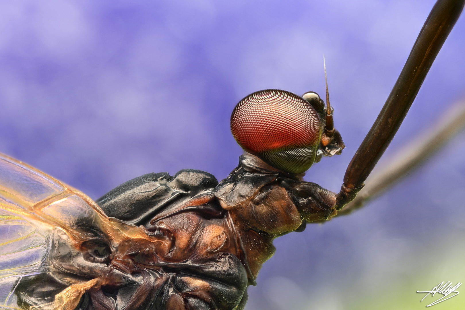 Männliche Eintagsfliege