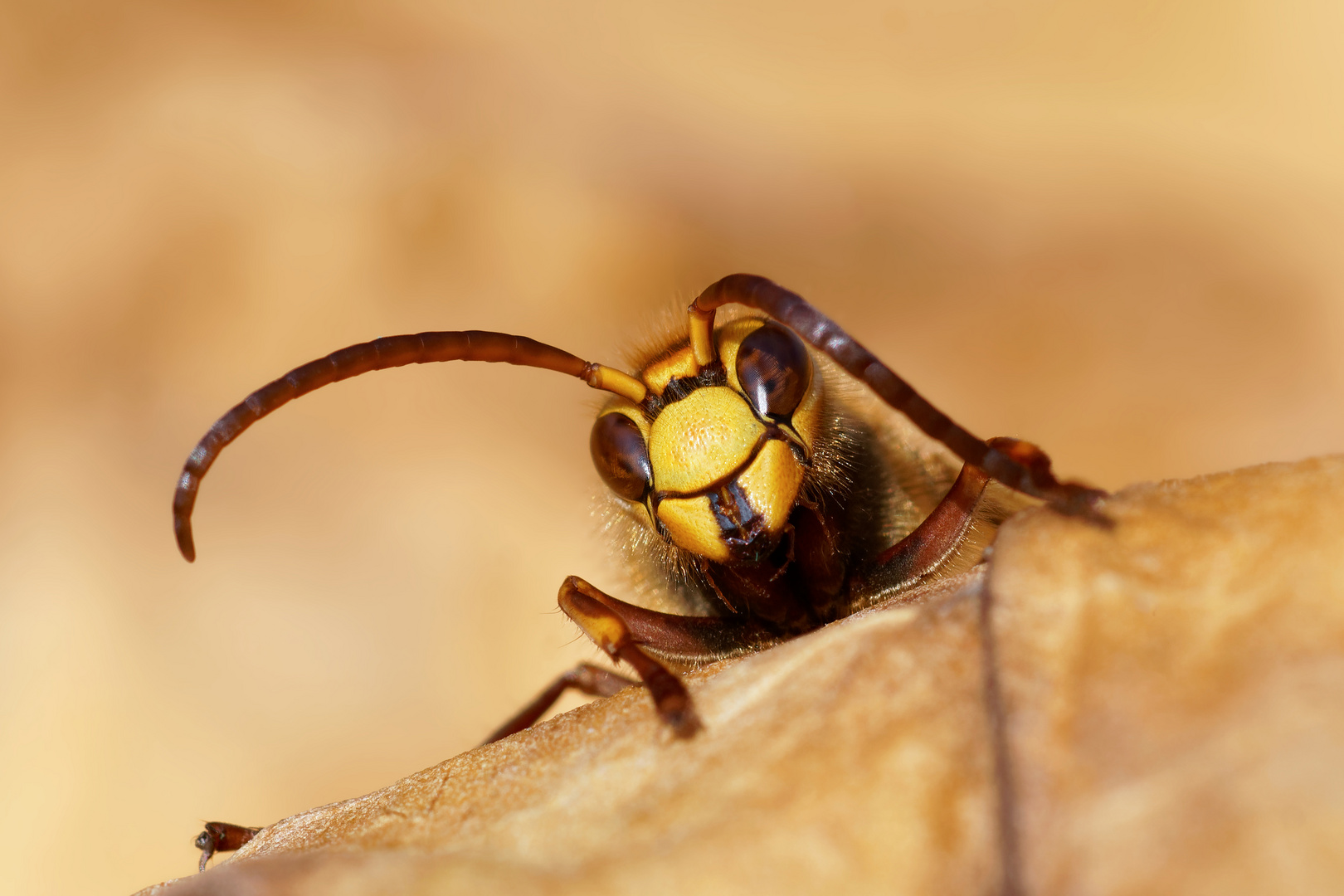 Männliche Eitelkeit - Hornissendrohn - Vespa crabro germana, beim Fühler putzen