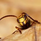 Männliche Eitelkeit - Hornissendrohn - Vespa crabro germana, beim Fühler putzen