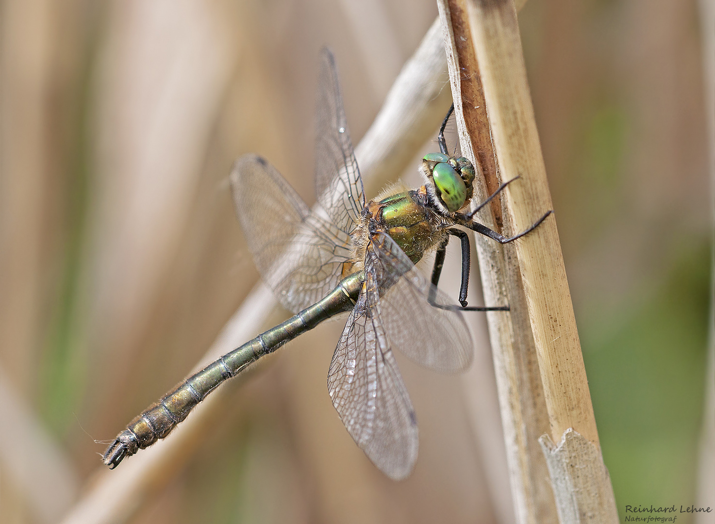 Männliche Falkenlibelle