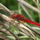 Männliche Feuerlibelle