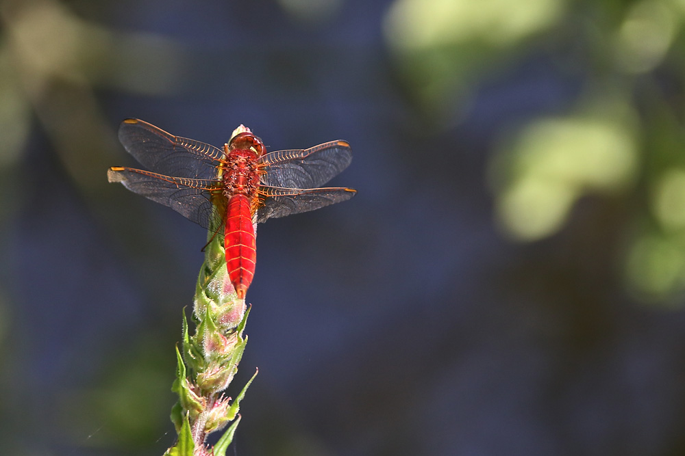 männliche Feuerlibelle