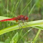  Männliche Feuerlibelle