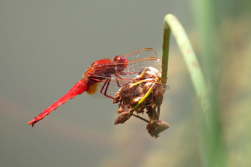 Männliche Feuerlibelle