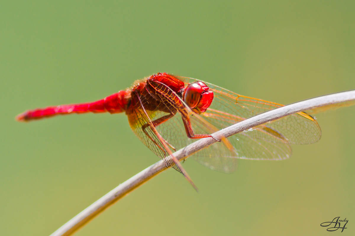 Männliche Feuerlibelle (Crocothemis erythraea)