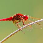 Männliche Feuerlibelle (Crocothemis erythraea)