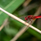 Männliche Feuerlibelle (Crocothemis erythraea) 