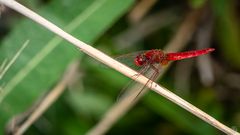 Männliche Feuerlibelle (Crocothemis erythraea) 