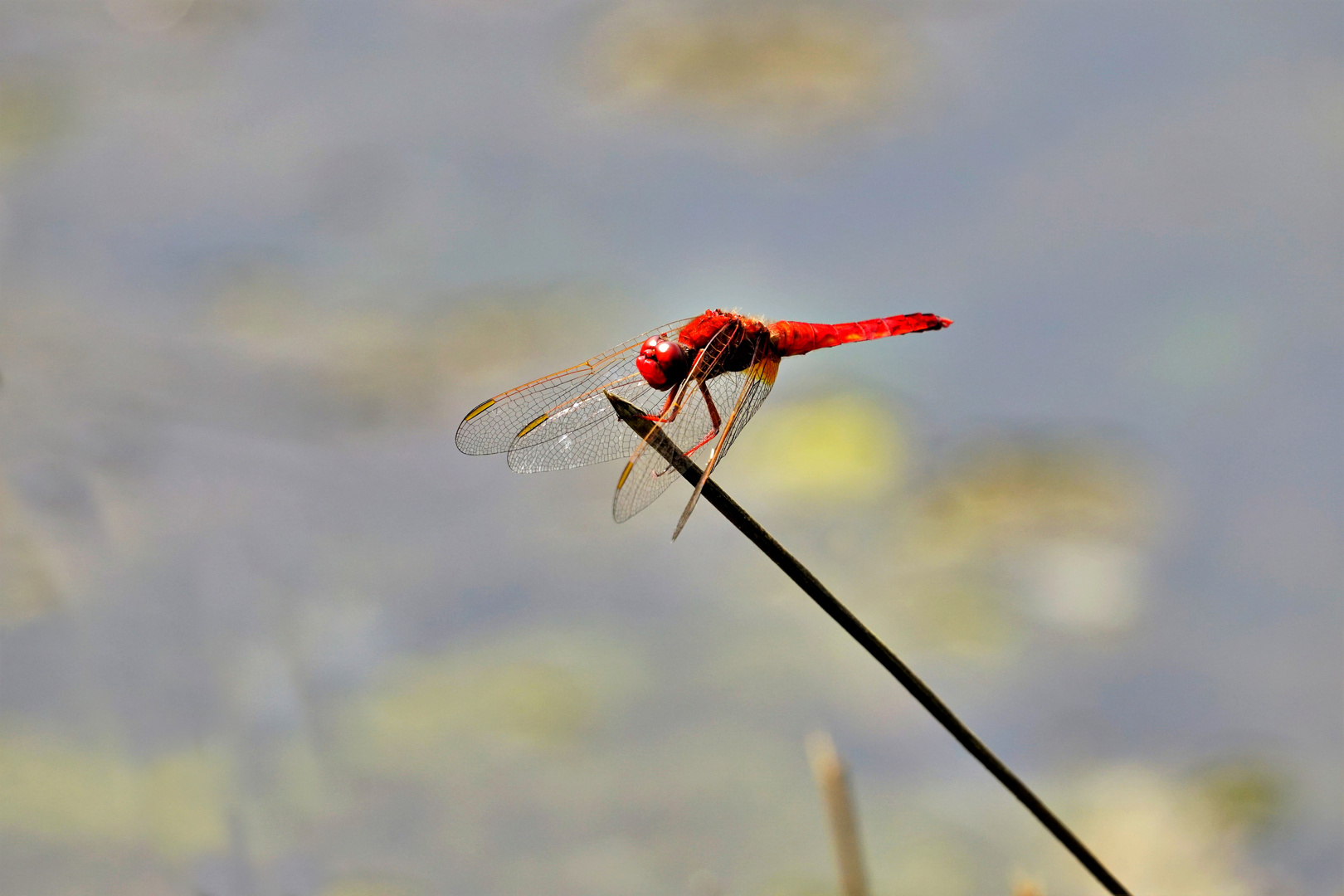 Männliche Feuerlibelle (Crocothemis erythraea)