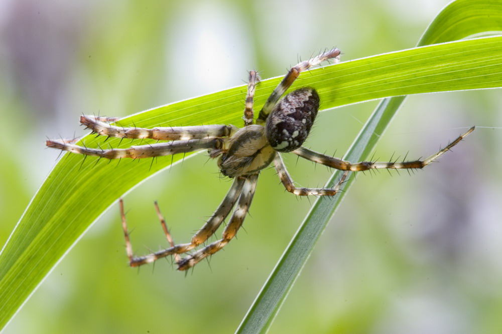 Männliche Gartenkreuzspinne