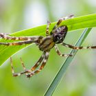 Männliche Gartenkreuzspinne