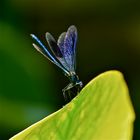 Männliche Gebänderte Prachtlibelle (Calopteryx splendens), . . .