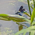   Männliche Gebänderte Prachtlibelle