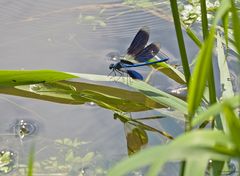   Männliche Gebänderte Prachtlibelle