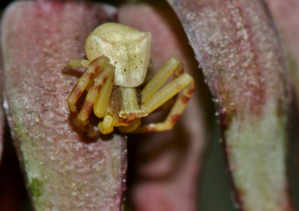 Männliche Gehöckerte Krabbenspinne