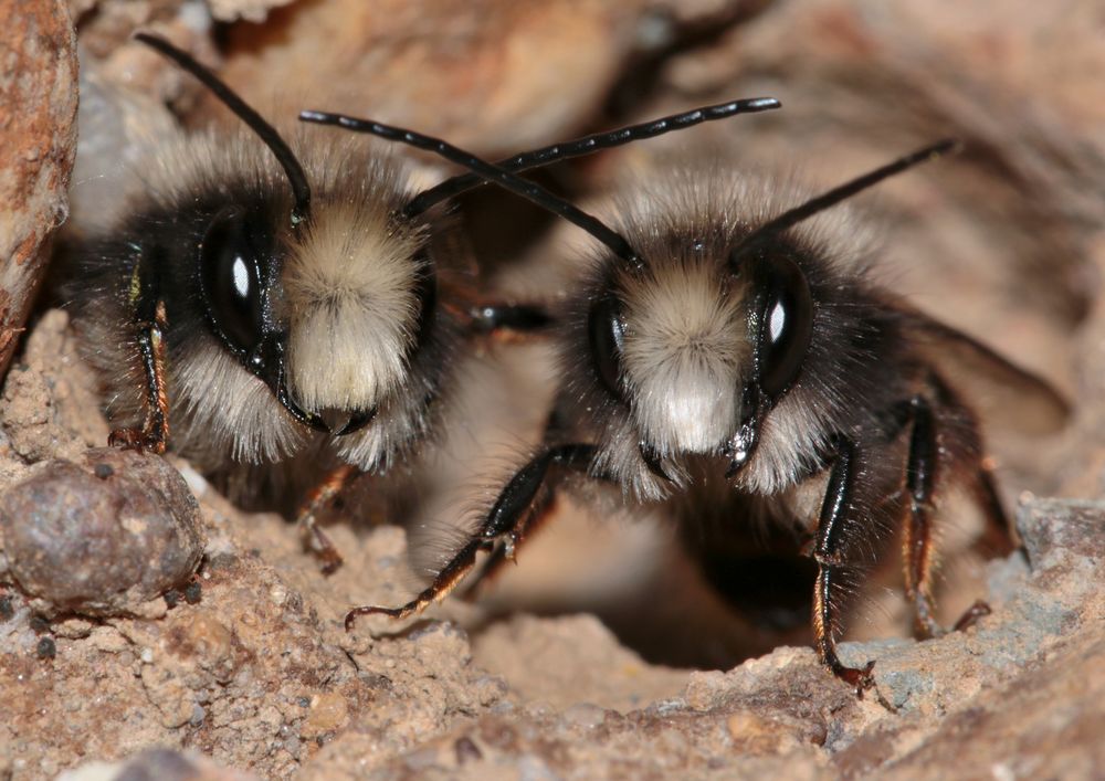 Männliche Gehörnte Mauerbienen