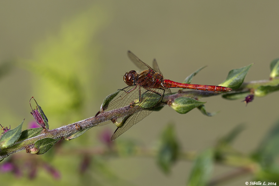 Männliche Gemeine Heidelibelle (Sympetrum vulgatum)