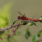 Männliche Gemeine Heidelibelle (Sympetrum vulgatum)