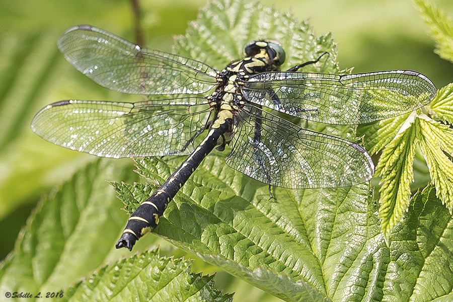 Männliche Gemeine Keiljungfer (Gomphus vulgatissimus) 