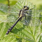 Männliche Gemeine Keiljungfer (Gomphus vulgatissimus) 