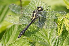 Männliche Gemeine Keiljungfer (Gomphus vulgatissimus) 