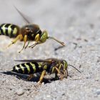 Männliche Geschnäbelte Kreiselwespe - Bembix rostrata - Allzeit bereit