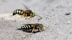 Männliche Geschnäbelte Kreiselwespe - Bembix rostrata - Allzeit bereit