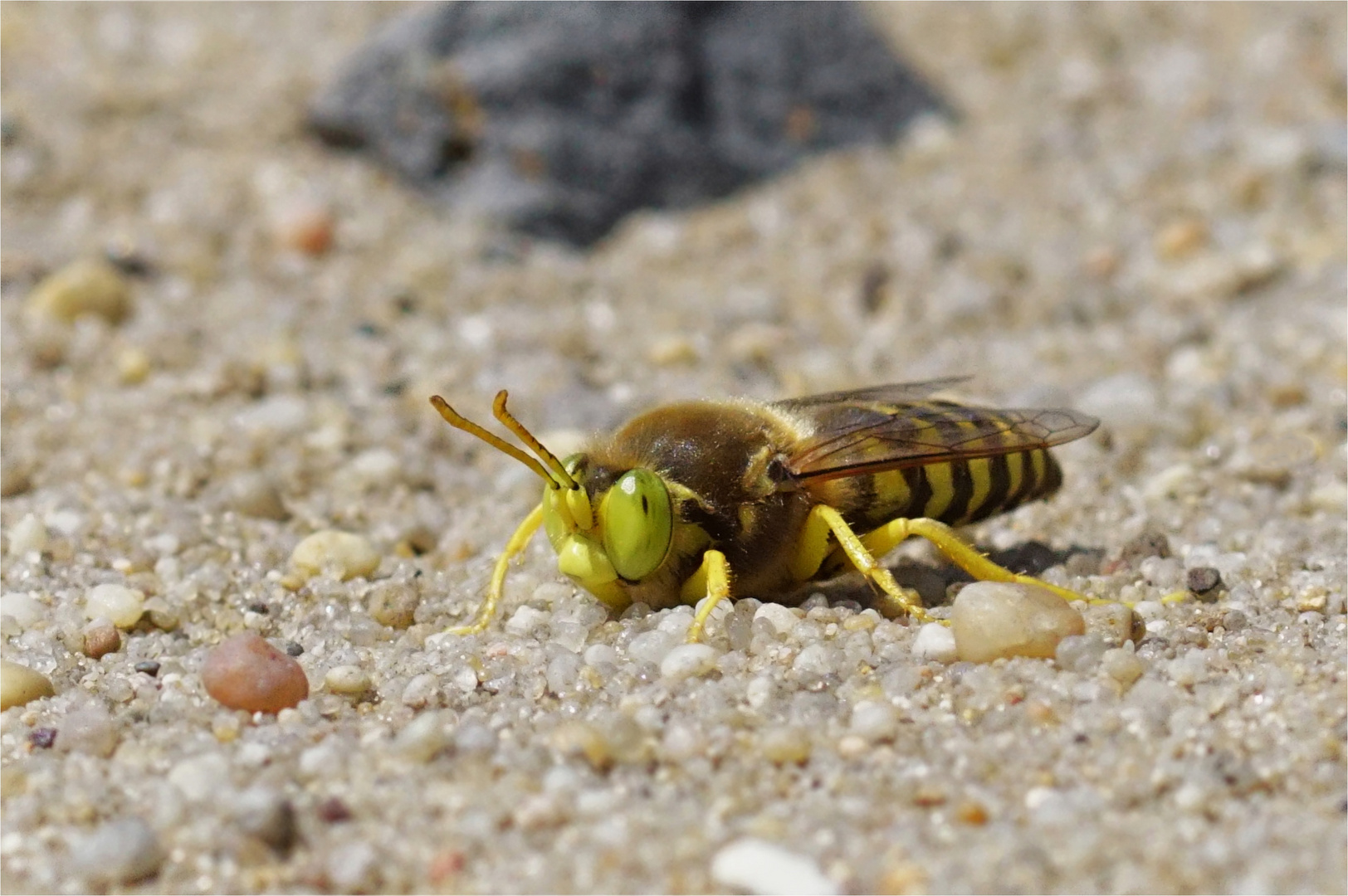 Männliche Geschnäbelte Kreiselwespe, Bembix rostrata - Auf der Lauer