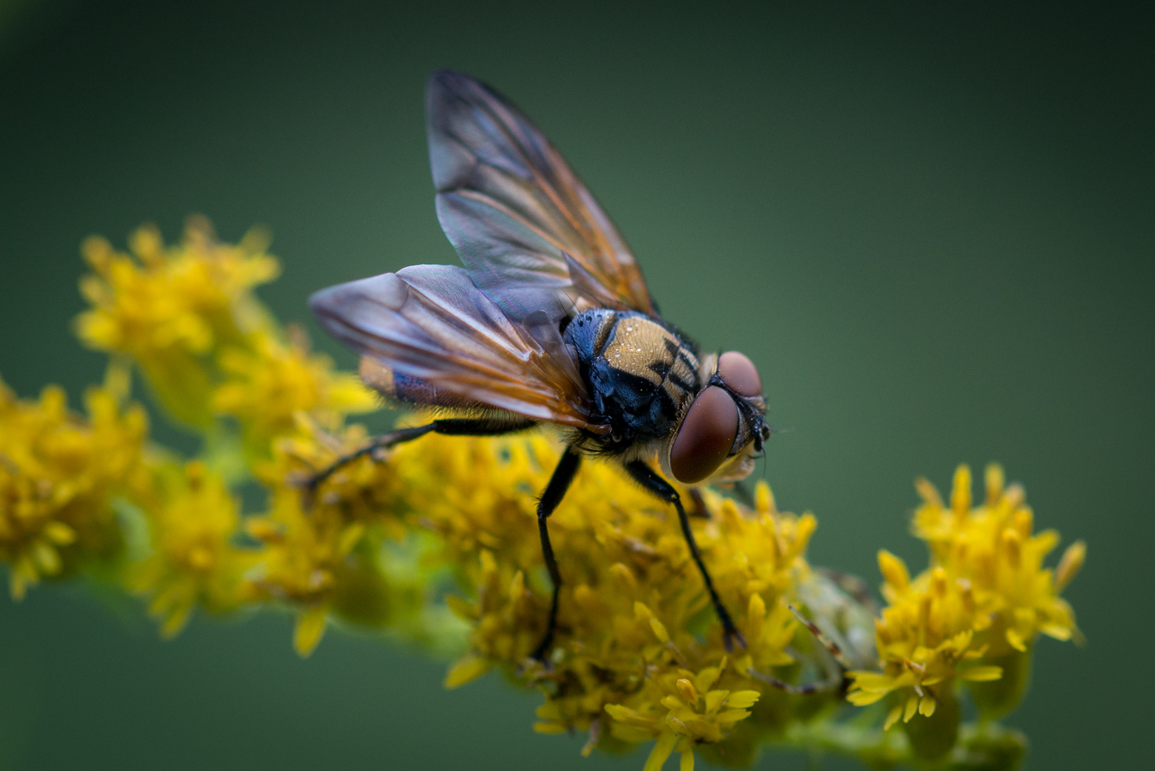 Männliche Goldschildfliege (Phasia aurigera )