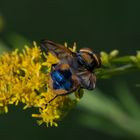 Männliche Goldschildfliege (Phasia aurigera )